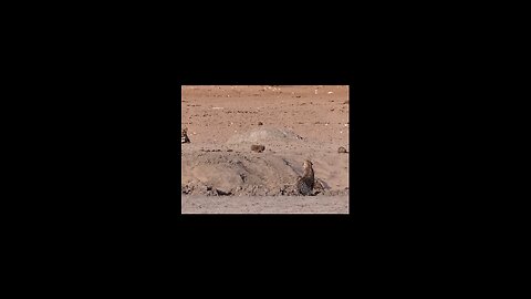 Lion VS Leopard
