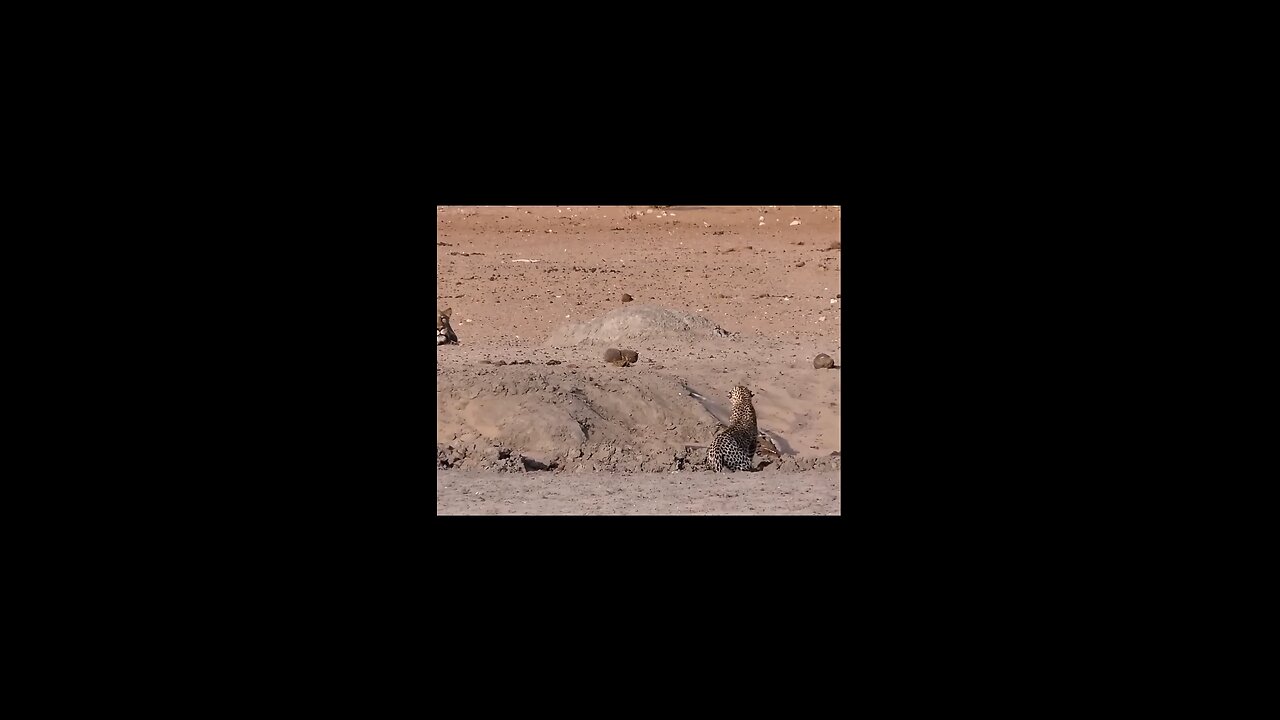 Lion VS Leopard
