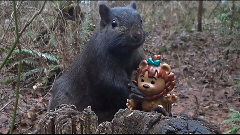 Squirrel Finds Toy In The Forest Encounter