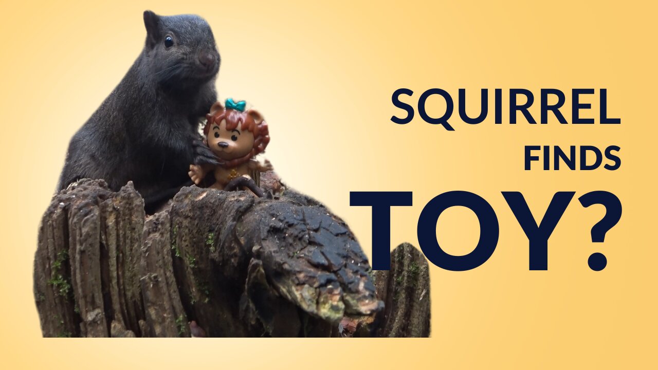 Squirrel Finds Toy In The Forest Encounter