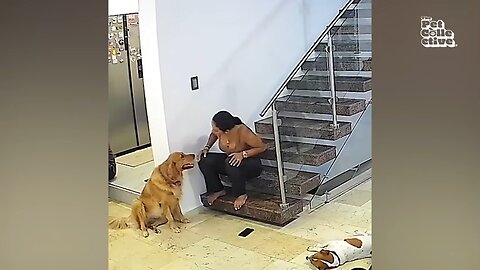 HILARIOUS Dogs Being Weird 🤪 | 60 Minutes Of Funny Dog Videos