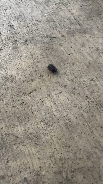 250327 Armadillidium vulgare