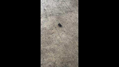 250327 Armadillidium vulgare