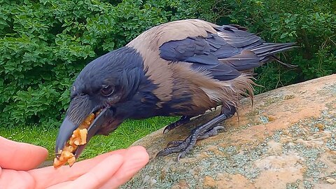 Hand Feeding Scruffy Hooded Crow Peanuts and Walnuts on a Rock