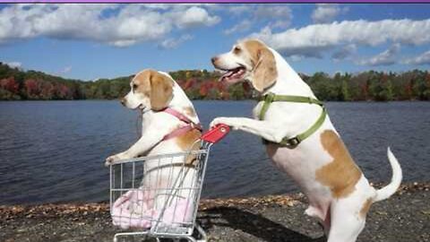 New Funny Cat and Dog Videos 😹🐶 Funniest Animals 🤣 Part 12