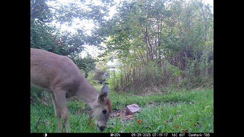 Deer Cam 09 29 2025 Playful Yearling Game Cam Trail Camera
