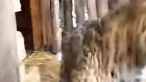 Leopard Tries to Steal Goat, Instantly Regrets It