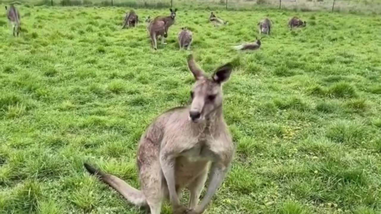 Welcome to Australia 🇦🇺