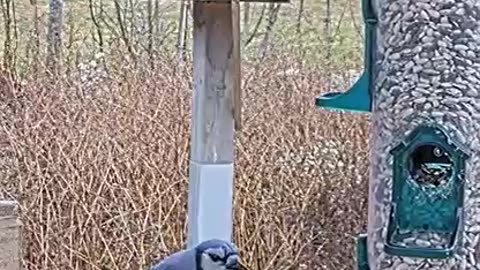 A blue jay is attacked by others 💥🐦😯😕