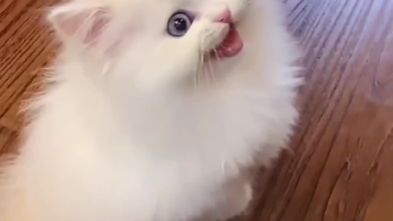 Cute Little Cats Viral Video