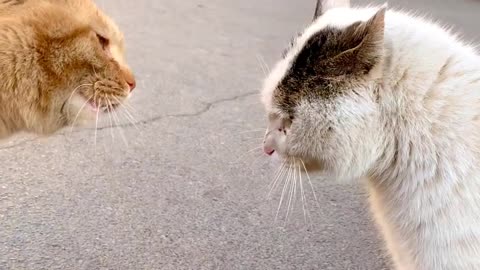 Cats Fithing for Territory
