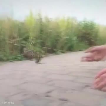 RESCUING THE LITTLE DUCKLINGS FOR HER MOTHER