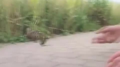 RESCUING THE LITTLE DUCKLINGS FOR HER MOTHER