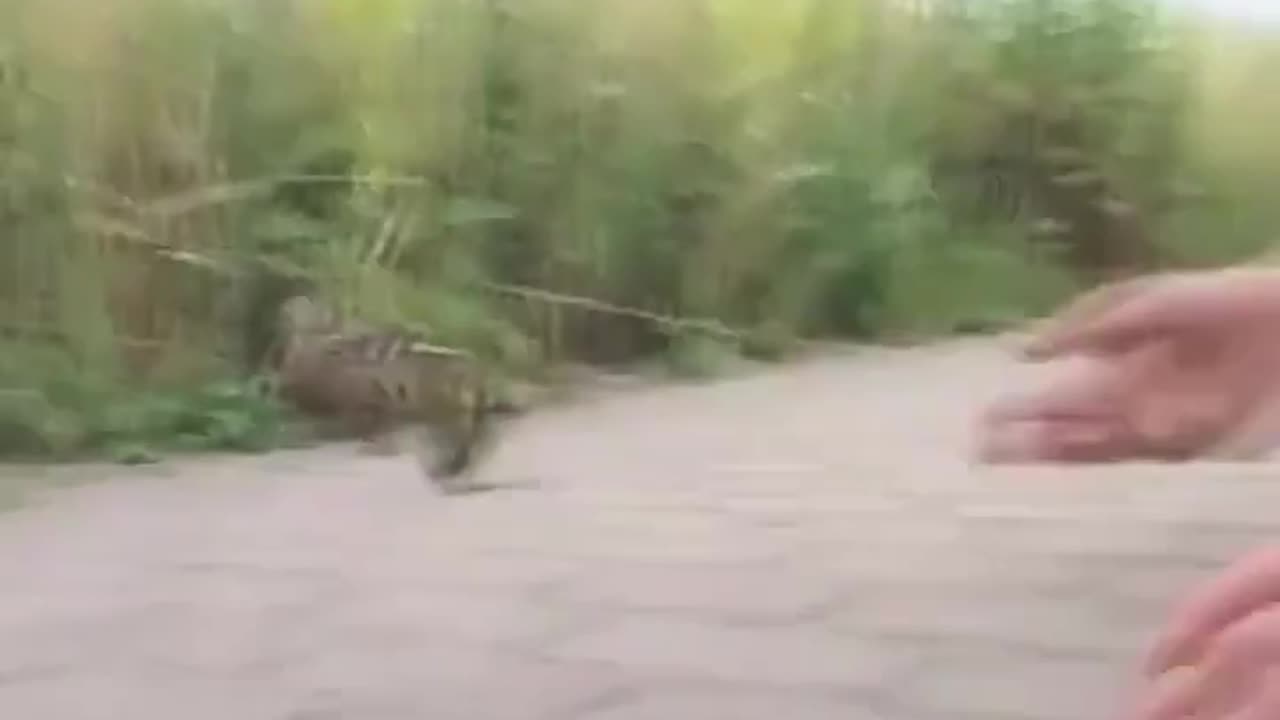 RESCUING THE LITTLE DUCKLINGS FOR HER MOTHER