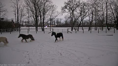 Gypsy Vanner snow day Dec 13