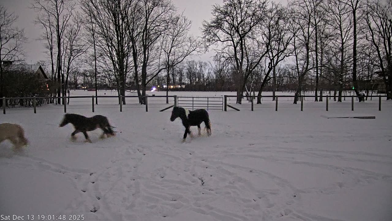 Gypsy Vanner snow day Dec 13