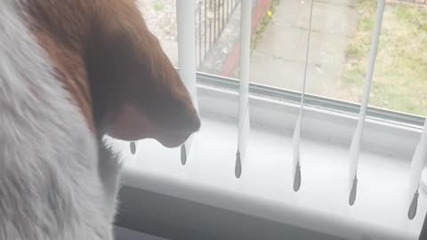 🐕😨 My Dog Won't Stop Barking at Thin Air! What’s Happening? | TheHauntingHour