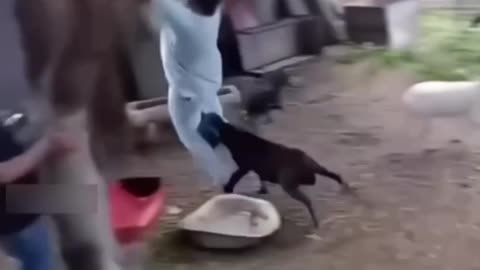 Lamb kebabs for dinner 😋🔥