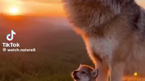 MOTHER TEACHING HER ADORABLE CUB HOW TO HOWL ((((🐺