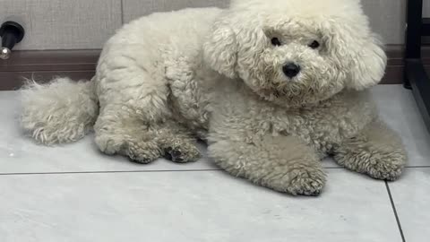 The little dog whose pet store is closed during the New Year