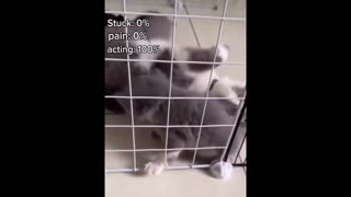 Daddy Goat 24/7 - Out Of Context Memes & Videos