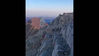 Daddy Goat 24/7 - Out Of Context Memes & Videos