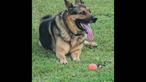 Virgil the sable.