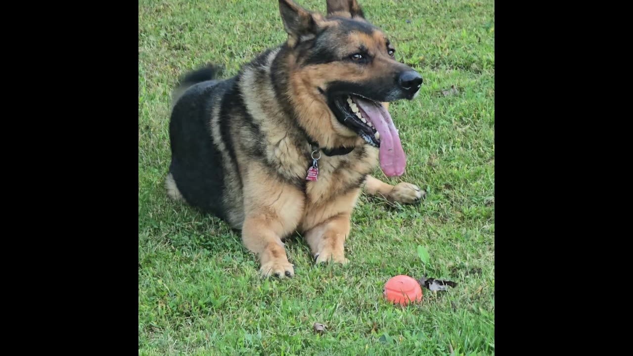 Virgil the sable.