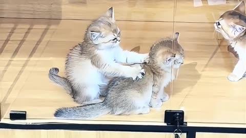 A kitten massaging another kitten is very pleasant
