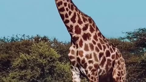 Zebra and Giraffe #wildlife #africa #intothewild