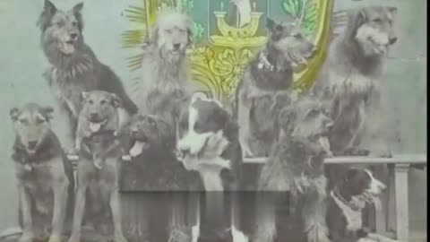 LES CHIENS POLICIERS (Pathé-1907) "Police Dogs" NEW English subtitles.