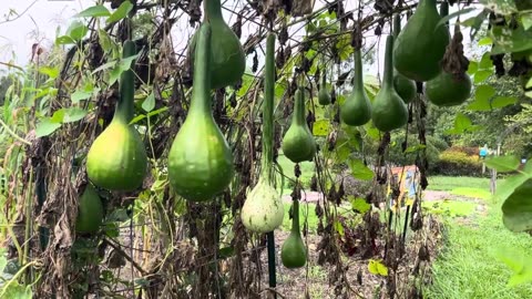 Drying Gourd for Art & Craft