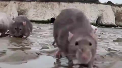 8 rats at half speed slow motion at the banned sands