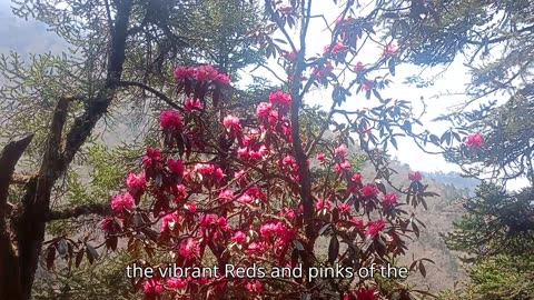 Rhododendron beautiful flowers in the world