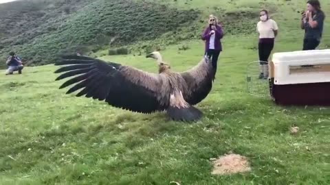 Griffon Vulture with a massive wingspan being released into the wild