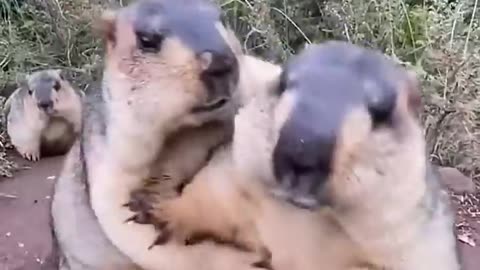 Beavers are so cute animals