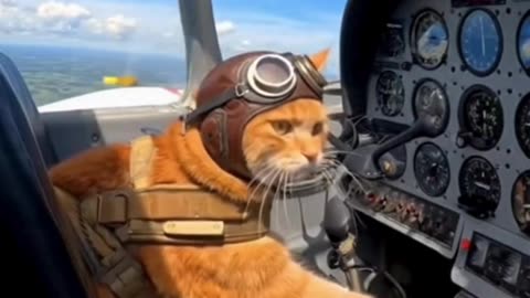 🐱 Funny Cat Flying Airplane ✈️ | Pilot Cat Adventure | Cute Animal Video 2025