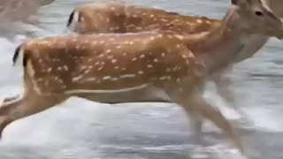 Beautiful Deer