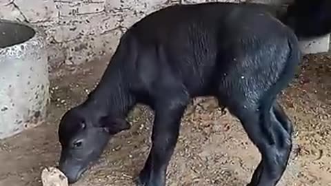 Buffalo calf cute video 🔥| murrah buffalo