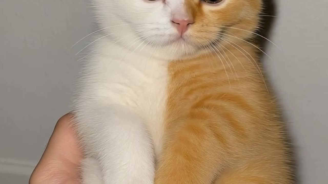 AI Cats vs Real Cats – Can You Tell the Difference? 🔍