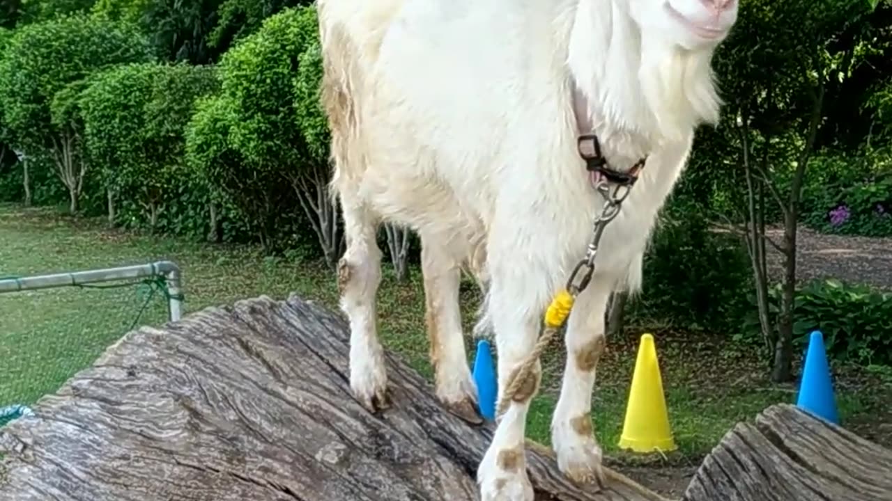 かわいい山羊さんの芽衣ちゃんの映像