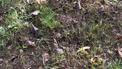 Adventure Jr in NitroV