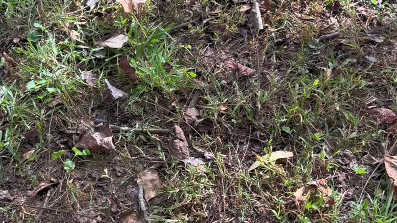 Adventure Jr in NitroV