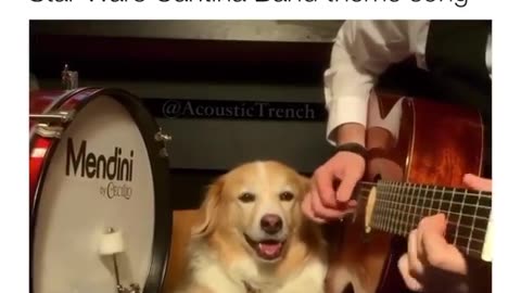 Talented Dog