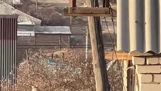 🙏🥺 Rescatan a un lince que no podía bajar de un poste