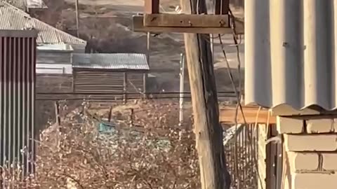 🙏🥺 Rescatan a un lince que no podía bajar de un poste