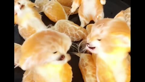 Cute kittens comedy cats video so funny 🤣🤣