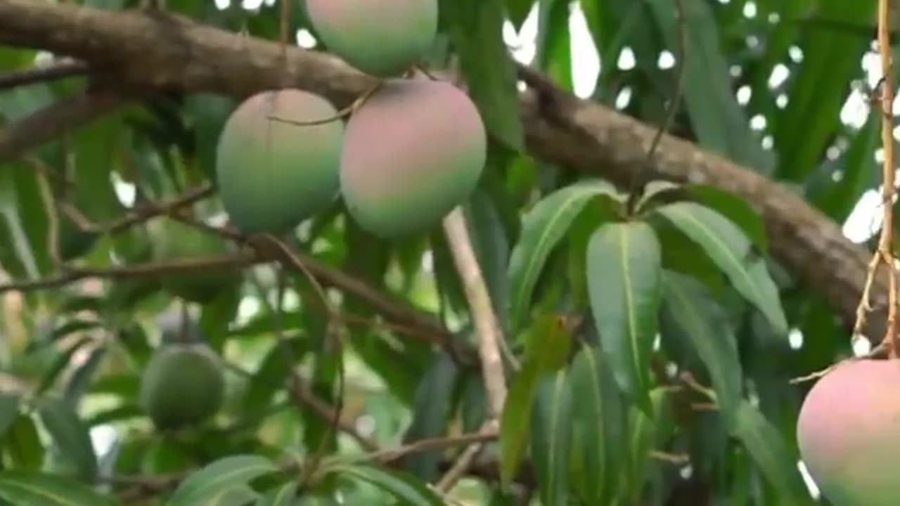 The Role of Insecticides in Modern Agriculture: Boosting Crops