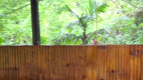Bamboo Shines with a Fresh Varnish 🌟🌿