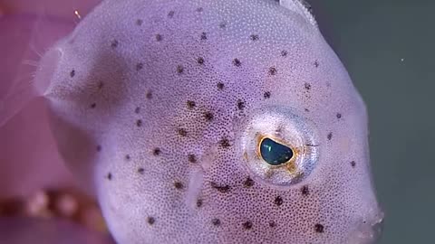Little Inflator Filefish..